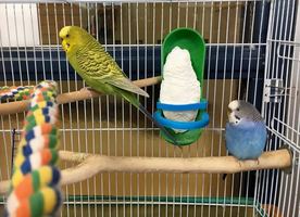 Blueberry,