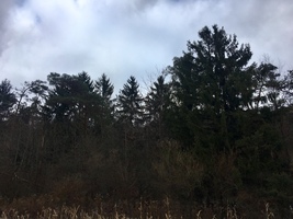 Forestry